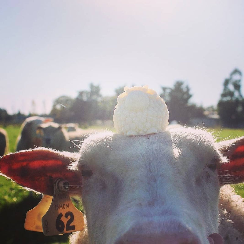"Rameo" - Ram - Soap.